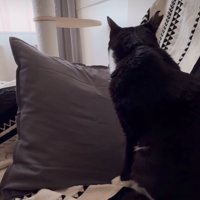 少し顔を背ける猫