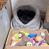 ペット用ベッドに入っている猫