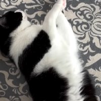 猫の上半身