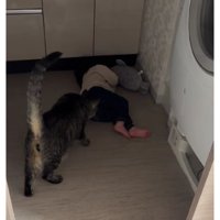 室内にいる猫と女の子