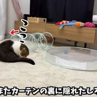 カーテンに隠れる
