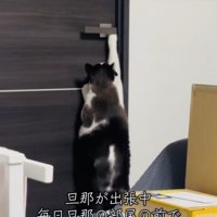 旦那さんの部屋のドアノブに前足を伸ばす保護猫