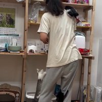 人間に登る子猫たち