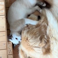 犬の顔にじゃれる猫