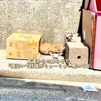 箱の横にいる子猫