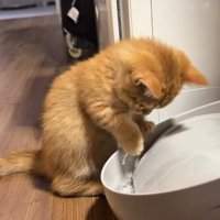 水に触る猫