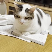 教科書に乗る猫ちゃん（画面左にワイシャツ姿のお兄さん）