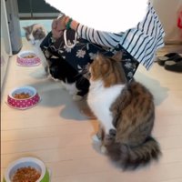 おばあちゃんと3匹の猫