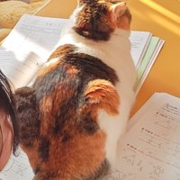 紙の上に座る猫