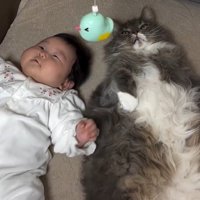 隣同士になって、ベッドの上に吊されたおもちゃを見上げる猫と赤ちゃん
