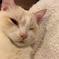 眠そうな猫の顔