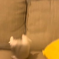 ひっくり返った姿