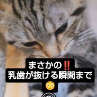 あごを引いて下を向く猫