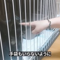 指で頭をなでられる子猫