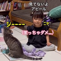 女の子をまじまじと見つめる猫と、猫に見つめられて頬が緩む女の子
