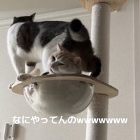 ボウルにいる猫の頭にお尻を下ろしている猫