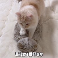 ふみふみしている猫