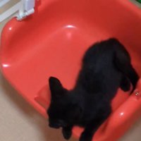 ブランコの上に乗る子猫