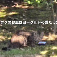 振り向く外にいる猫