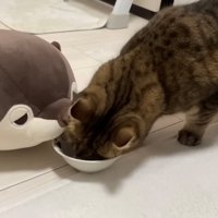 ぬいぐるみの前に出したご飯を食べる猫