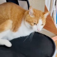 猫用キャリーに入る茶白猫
