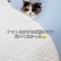 クッションでくつろぐ子猫