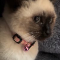 布団の中にいる子猫アップ