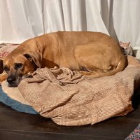 土佐犬に隠れる子猫