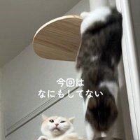 キャットタワーから落下する猫