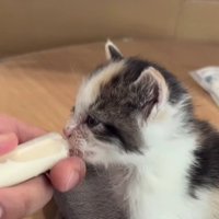 ミルクを飲む子猫