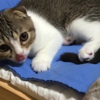 猫用ベッドでくつろぐ子猫