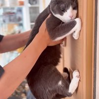 壁にくっつく猫