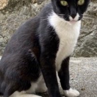 野良猫時代（全体）