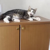 棚の上