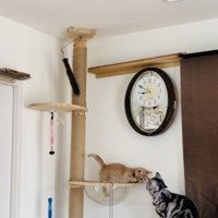 キャットタワーで見つめ合うアメリカンショートヘアと子猫