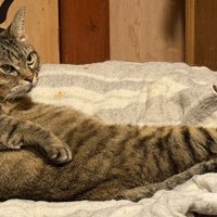 ユニークなおっさん座りをする猫