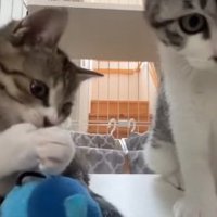ケージの中にいる2匹の猫