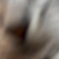 アップでぶれる猫