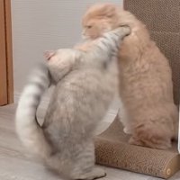 2本足で立ちお互い猫パンチを打ち出す