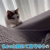 少し離れて見守る猫
