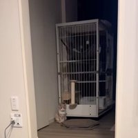 部屋の隅に佇む猫