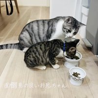 子猫の食事を見守るサバ白猫
