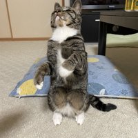 直立不動チコちゃん