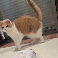 歩く茶白猫