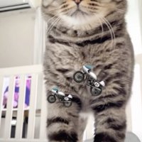 バイク音のような鳴き声の猫