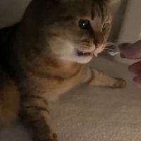 こたつの中の猫