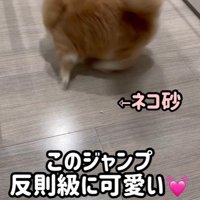 地面を回っている猫