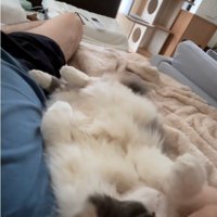 寝転んでいる人と猫