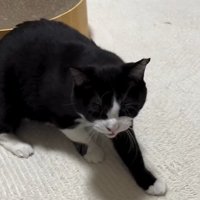 シャーする猫