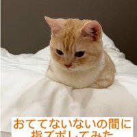 香箱座りをしている猫